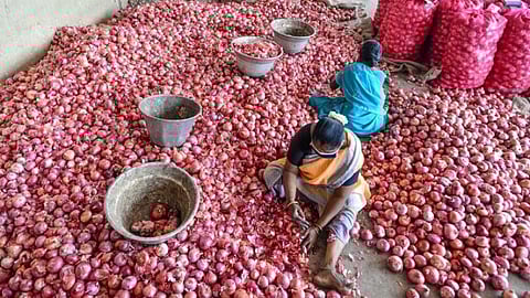 திண்டுக்கல் வெங்காய மார்க்கெட்டில் பெரியவெங்காயத்தை தரம்பிரிக்கும் பணியில் ஈடுபட்டுள்ள தொழிலாளர்கள்.