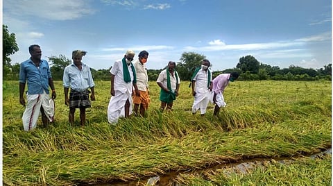பாதிக்கப்பட்ட பயிர்களைப் பார்வையிடும் பி.ஆர்.பாண்டியன்.