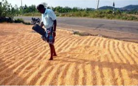 முந்தைய காலங்களைப் போலவே குறைந்தபட்ச ஆதரவு விலை: தமிழகம் உள்ளிட்ட மாநிலங்களில் 14.09 லட்சம் மெட்ரிக் டன்கள் தானியங்கள் கொள்முதல் செய்ய நடவடிக்கை