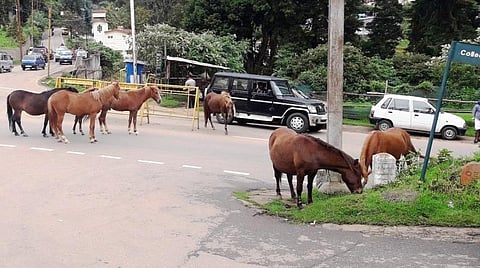 நகரில் சுற்றித்திரியும் குதிரைகள்.