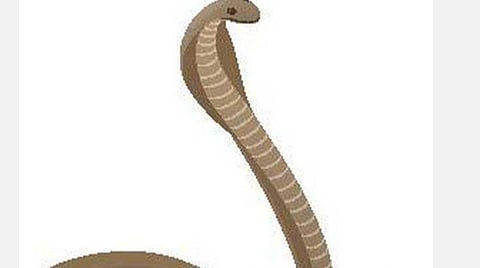 ஏசியினுள் பல மாதங்கள் பதுங்கியிருந்த பாம்பைப் பிடித்த வனத்துறை