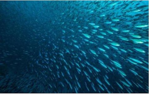 உயிர்ப்பன்மையைப் பேணிப் பாதுகாப்போம்!