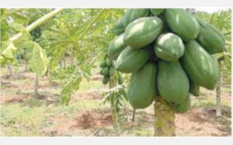 நத்தம் அருகே வத்திப்பட்டி கிராமப் பகுதியில் காய்த்துக் குலுங்கும் பப்பாளிக் காய்கள்.