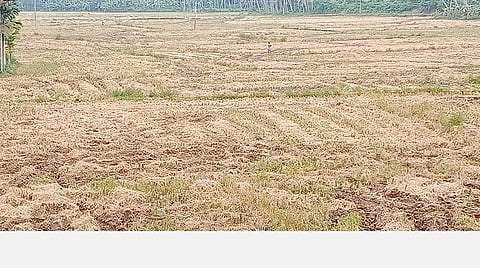 கன்னியாகுமரி மாவட்டம் நெல்லிகுளம் ஏலாவில் மழையின்போது அறுவடையான வயல்களில் வைக்கோல் அழிந்து வீணாகியுள்ளது. படம்: எல்.மோகன்