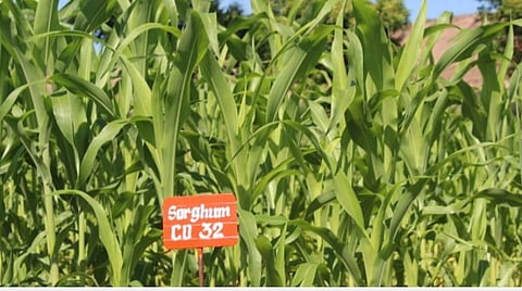 மதுரை வேளாண் கல்லூரியில் பல்பயிர் பூங்கா: புதிய ரகங்களைப் பயிரிட்டு விவசாயிகளுக்கு நேரடி செயல் முறை விளக்கம்