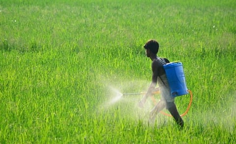 காளையார்கோவில் அருகே 125 ஏக்கரில் பயிரிட்ட நெல் முளைக்காததால் விவசாயிகள் அதிர்ச்சி