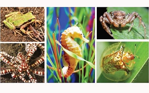 டிங்குவிடம் கேளுங்கள்: நிறம் மாறும் உயிரினங்கள்