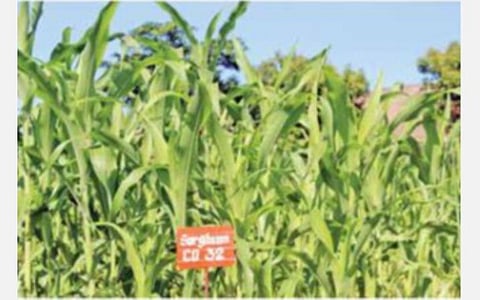 வேளாண் கல்லூரி பல்வகை பயிர் பூங்காவில் புதிய ரகங்கள் சாகுபடி: மகசூலை விவசாயிகள் பார்வையிட ஏற்பாடு