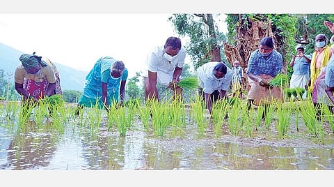 கோவை அருகே சாடிவயல்பதி கிராமத்தில், மலைவாழ் மக்களுடன் இணைந்து, நாற்றுநடவு செய்த உள்ளாட்சித் துறை அமைச்சர் எஸ்.பி.வேலுமணி.