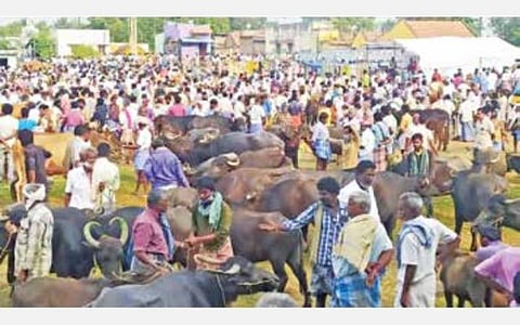 ஓமலூர் மாட்டுச் சந்தையில் வியாபாரிகள் சமூக இடைவெளி கடைபிடிக்காததால் தொற்று பரவும் அபாயம்