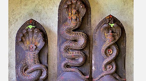 நவராத்திரி... நாகேஸ்வரி... புற்றுக்கு பால்! - கால சர்ப்ப தோஷம் நீங்கும்!