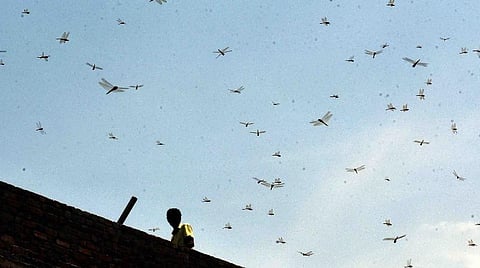 கோவை புலியகுளம் பகுதியில் ஆயிரக்கணக்கில் தென்பட்ட குளோபல் வான்டரர் வகை தட்டான்கள்.