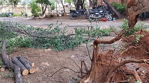 வேலூர் சரக டிஐஜி அலுவலம் அருகே மர்ம நபர்களால் வெட்டிக் கடத்தப்பட்ட சந்தன மரங்களின் வேர்ப்பாகம் பொக்லைன் இயந்திரத்தின் உதவியுடன் அகற்றப்பட்டது.