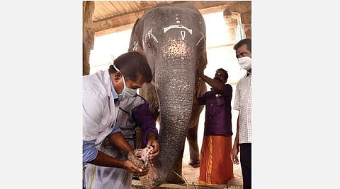 திருநெல்வேலி நெல்லையப்பர் காந்திமதியம்மன் கோயில் யானை ‘காந்திமதி’க்கு நேற்று மருத்துவ பரிசோதனைகள் மேற்கொள்ளப்பட்டன.படம்: மு.லெட்சுமி அருண்