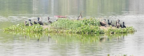 திருநெல்வேலி நயினார்குளத்தில் காணப்படும் பறவைகள். படங்கள் மு. லெட்சுமி அருண்