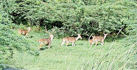 திருக்காலிமேடு அலாபாத் ஏரியில் குட்டிகளுடன் சுற்றித்திரியும் மான்கூட்டம்.