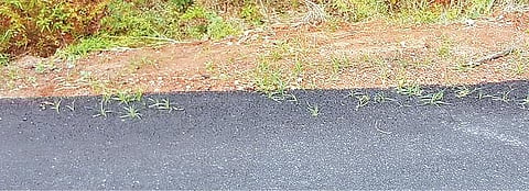 தரமற்ற சாலையில் முளைத்த புற்கள் முதல்வரின் தனிப்பிரிவில் சமூக ஆர்வலர்கள் புகார்