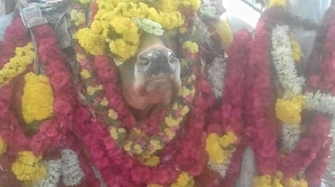 உயிரிழந்த கோயில் காளைக்கு கண்ணீருடன் இறுதி அஞ்சலி செலுத்திய நத்தம் கிராம மக்கள்