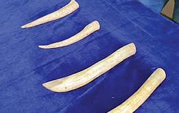 தூத்துக்குடியில் பறிமுதல் செய்யப்பட்ட யானைத் தந்தங்கள்.