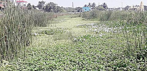 புதுப்பட்டினம் அடுத்த பிருக்ளிமேடு பகுதியில் புதர் மண்டி தூர்ந்துள்ள பக்கிங்ஹாம் கால்வாயின் இணைப்பு கால்வாய்.