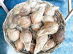 பாலி தீவில் கல்லூரி கட்டணமாக தேங்காய், கீரை கொடுக்கலாம்