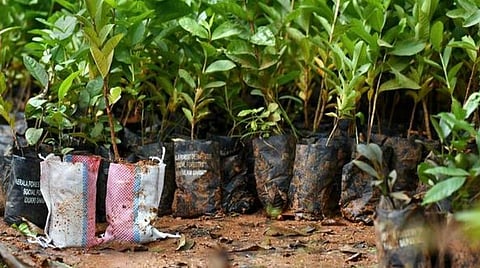 கிராமங்களில் பசுமை பரப்பை அதிகரிக்க ரூ.224 கோடியில் 72 லட்சம் மரக்கன்றுகள் நடும் பணி: அமைச்சர் எஸ்.பி.வேலுமணி தகவல்