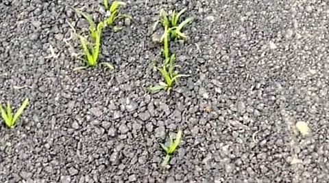 புதுக்கோட்டை மாவட்டம் ஆலங்குடி அருகே கீழாத்தூரில் கடந்த வாரம் போடப்பட்ட தார் சாலையில் முளைத்த புற்கள்.