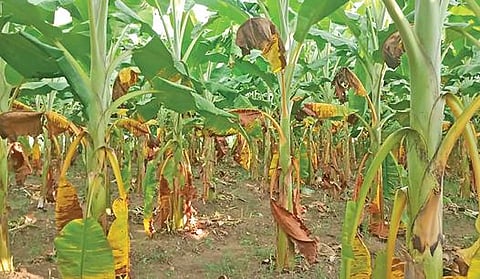 சேலம் மாவட்டம் தேவூர் அடுத்த சென்றாயனூர் பகுதியில் வாடல் நோயால் பாதிக்கப்பட்டுள்ள வாழை மரங்களில் இலைகள் பழுப்பு நிறத்தில் மாறியுள்ளன.