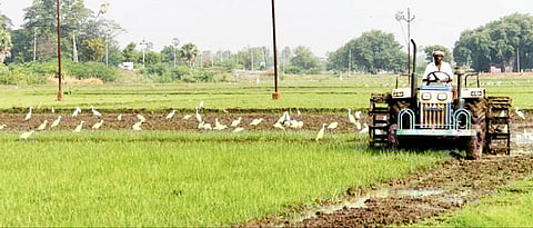 மேலப்பாளையம் குறிச்சி பகுதியில் சாகுபடிக்காக நிலத்தை உழுது தயார்படுத்தும் பணியில் விவசாயிகள் ஈடுபட்டுள்ளனர். படம்: மு.லெட்சுமி அருண்