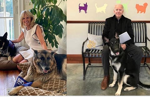 ஜோ பைடன், அவரின் மனைவி ஜில் வளர்க்கும் இரு ஜெர்மன் ஷெர்பர்டு வகை நாய்கள் : படம் உதவி ட்விட்டர்