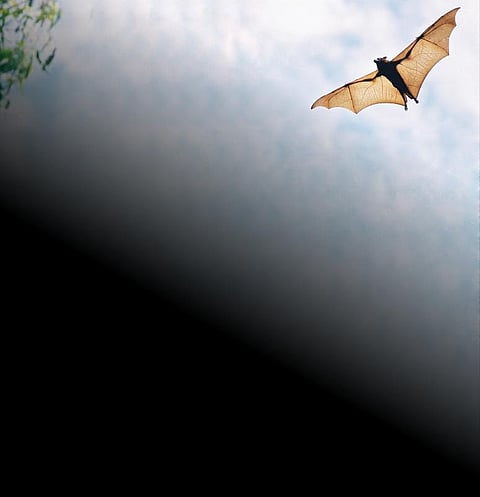 வௌவால்களும் வைரஸும்: தொடர்பும் புரிதலும் அதிகரிக்குமா?