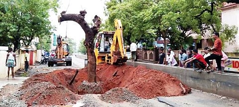 பெருமாள்புரத்தில் சாலை பணிகளுக்காக 7 மரங்களை வேரோடு அகற்றி, வேய்ந்தான்குளம் கரையில் நடும் பணி மேற்கொள்ளப்பட்டது.