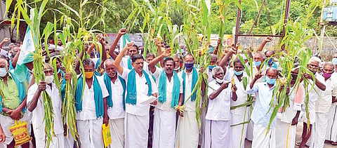 படைப் புழு தாக்குதலுக்குள்ளான மக்காச்சோளப் பயிருடன் மதுரை ஆட்சியர் அலுவலகம் முன் ஆர்ப்பாட்டம் செய்த பேரையூர் தாலுகா தமிழ் விவசாயிகள் சங்கத்தினர்.