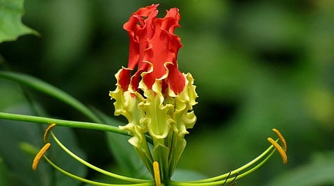 நீதிமன்றத் தடை, கரோனா தாக்கம்: மாவீரர் நாள் இந்தாண்டு நடக்குமா?- ஈழத்தில் வீடுதோறும் ஈகைச் சுடர் ஏந்த தமிழ்த்தேசியக் கட்சிகள் கூட்டாக அழைப்பு