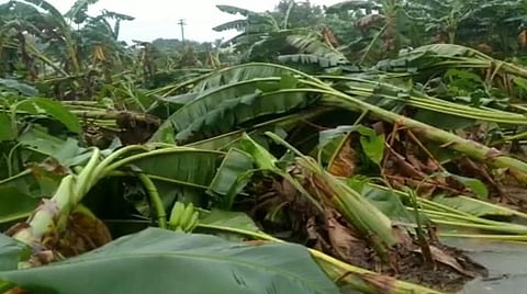 வேலூர் அருகே நிவர் புயலால் சேதமடைந்த வாழை மரங்கள்.