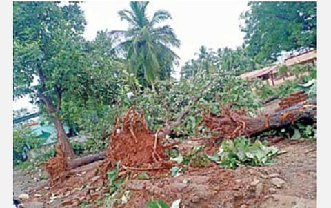 தஞ்சாவூர் தமிழ்ப் பல்கலைக்கழக குடியிருப்பில் புயல் முன்னெச்சரிக்கை நடவடிக்கையாக வேரோடு பிடுங்கப்பட்ட மரங்கள்.