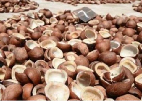 தமிழகம் உள்ளிட்ட மாநிலங்களில் 1.23 லட்சம் மெட்ரிக் டன் கொப்பரை தேங்காய் கொள்முதல்