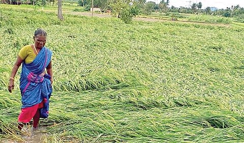 நிவர் புயலால் சேதமடைந்த நெற்பயிர்.(கோப்புப்படம்)