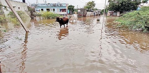 மதுரை கரிசல் குளம் பாண்டியன் நகரில் தெப்பம் போலத் தேங்கியுள்ள மழைநீர். படம்: எஸ். கிருஷ்ணமூர்த்தி