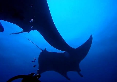 அரியவகை கொம்பு திருக்கை மீன்