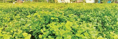 கிருஷ்ணகிரி அருகே நாட்டாண்மைக்கொட்டாய் கிராமத்தில் உள்ள மல்லிகை தோட்ட மொன்றில் குறைந்த அளவே பூக்கள் பூத்துள்ளன. படம்: எஸ்.கே.ரமேஷ்