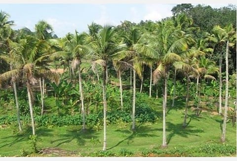 கேரளாவில் வேகமாகப் பரவும் தென்னை வேர் வாடல் நோய்: எல்லையோரத் தமிழக மாவட்டங்களில் பாதிப்பு அதிகரிப்பு