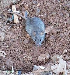 விழுப்புரம் மாவட்டத்தில் விவசாயிகளை பாடாய்படுத்தும் எலிகளை ஒழிக்க தீவிரம்