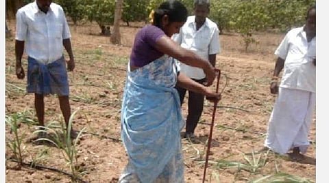 கரும்பு தாய்க்குருத்து வெட்டும் கருவி.