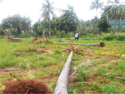 காட்டு யானைகளால் வேரோடு சாய்க்கப்பட்ட தென்னை மரங்கள்.