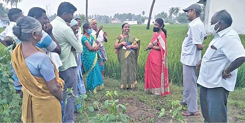 தேவூர் அருகே அரசிராமணி குள்ளம்பட்டி பகுதியில் நெல் சாகுபடி செய்யப்பட்டுள்ள விவசாயிகளுக்கு வேளாண்மை துறையினர் பயிர் பாதுகாப்பு குறித்து விளக்கம் அளித்தனர்.