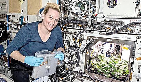 சர்வதேச விண்வெளி ஆய்வு நிலையத்தில் முள்ளங்கி அறுவடை செய்த விண்வெளி வீராங்கனை கேட் ரூபின்ஸ்.