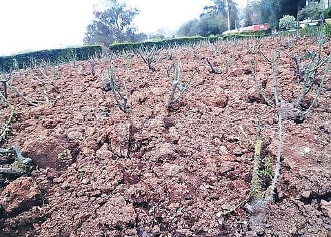 கோடை சீசனுக்கு தயாராகும் ரோஜா பூங்கா