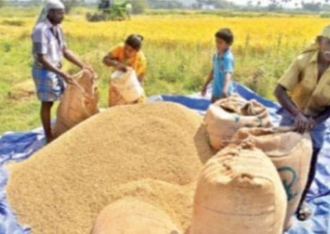காரீப் நெல் கொள்முதல்: 32.92 லட்சம் விவசாயிகளுக்கு ரூ.63563.79 கோடி வழங்கல்