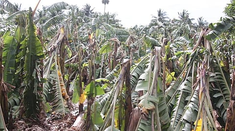 கடலூர் அருகே கீழ்குமராமங்கலத்தில் நிவர் புயலால் சேதமடைந்துள்ள வாழை வயல்.